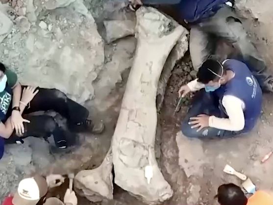 FundaciónDinosaurios tweet media