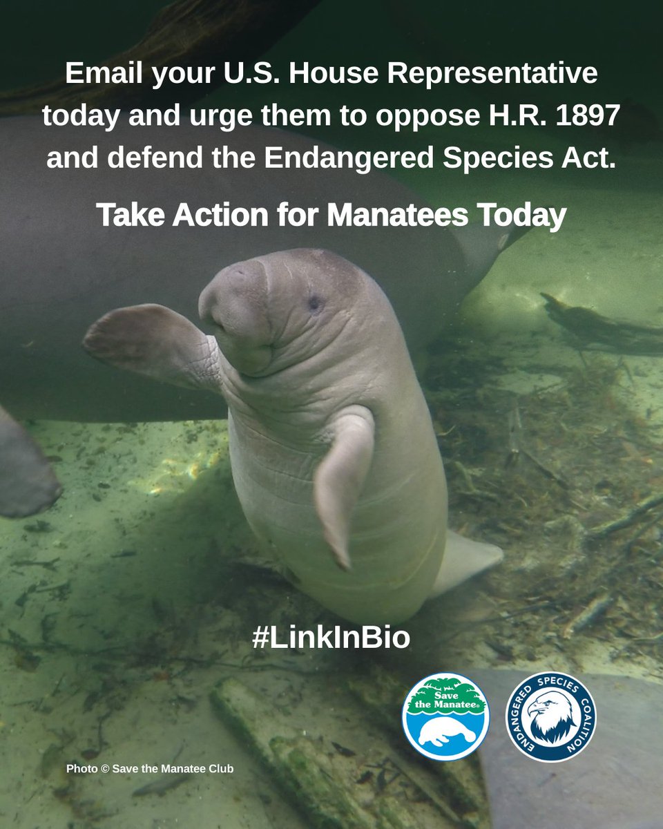 Save the Manatee tweet media