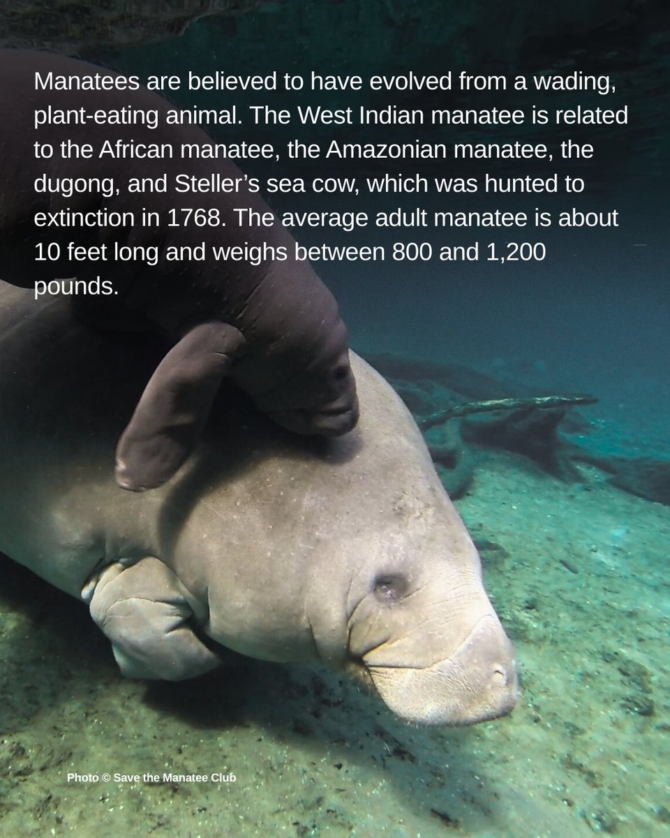 Save the Manatee tweet media
