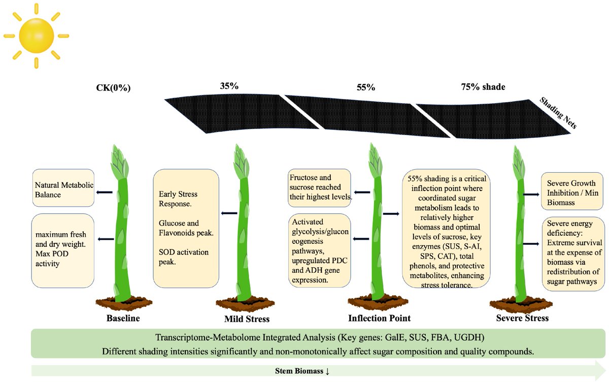 Plants_MDPI's tweet image. 🌿 Shade doesn't just stress asparagus — at 55%, it triggers active metabolic reprogramming.

Multi-omics reveals a precise carbon partitioning shift in sugar metabolism at this shading threshold.

🔗 Read more: brnw.ch/21x0UQF

#Asparagus #ShadeStress #MultiOmics