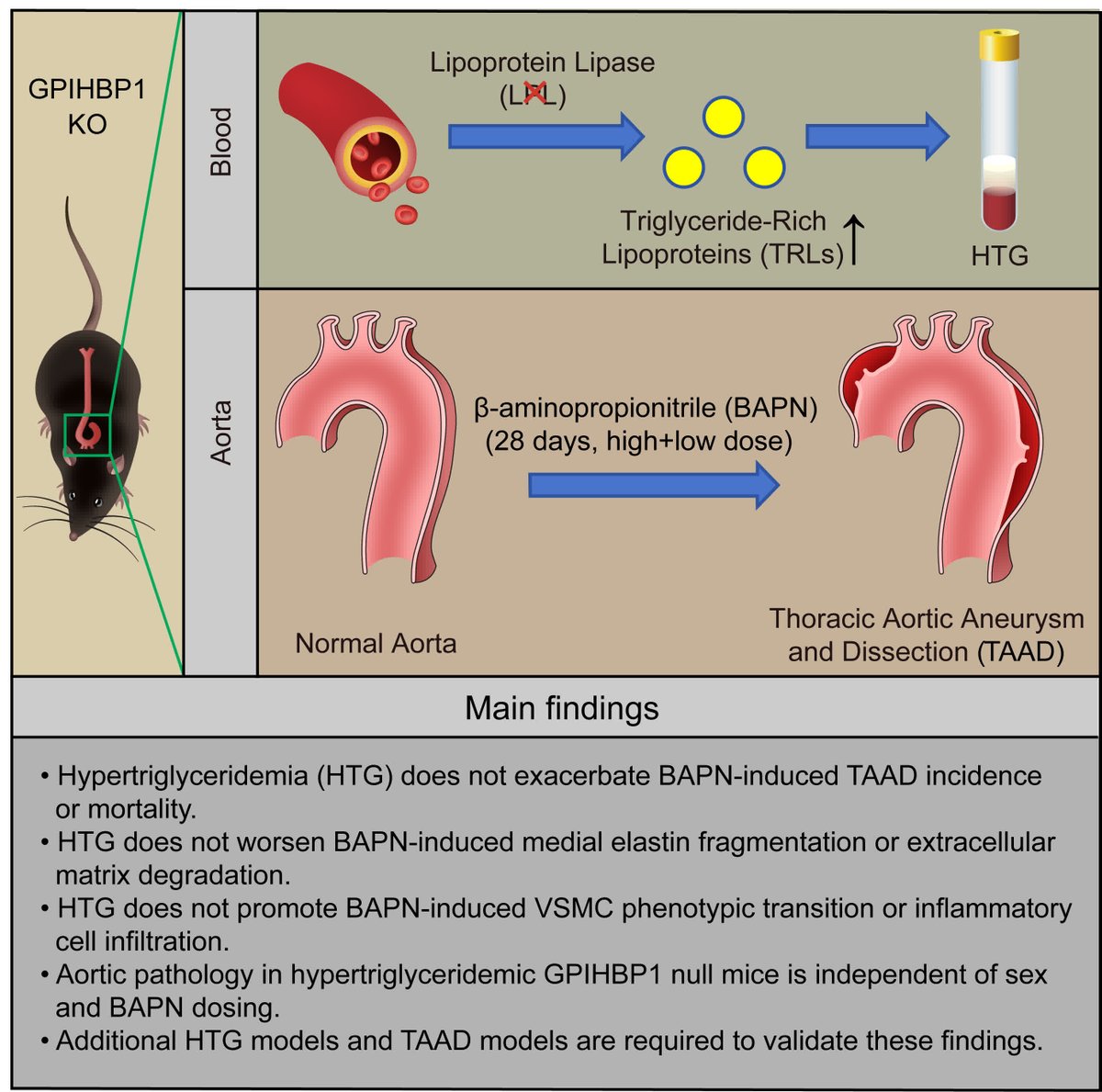 ATVB: An AHA Journal tweet media