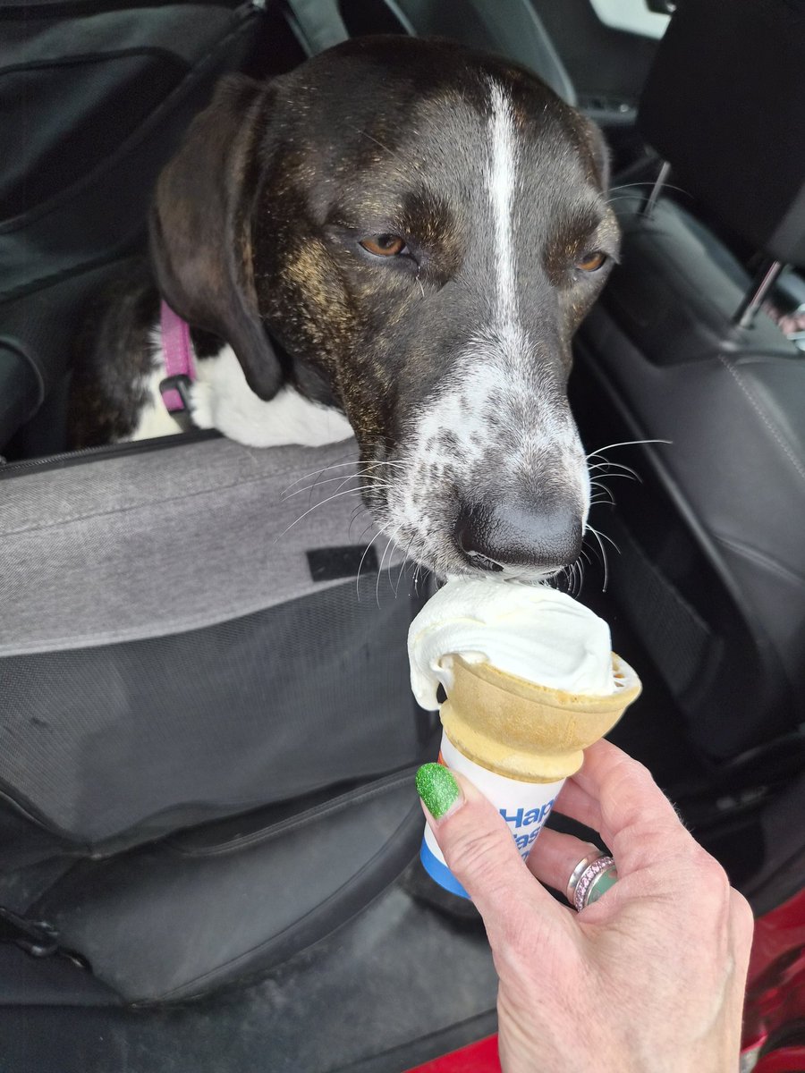 Winnie & Grover T. Dog 🐶❤️💫🌈 tweet media