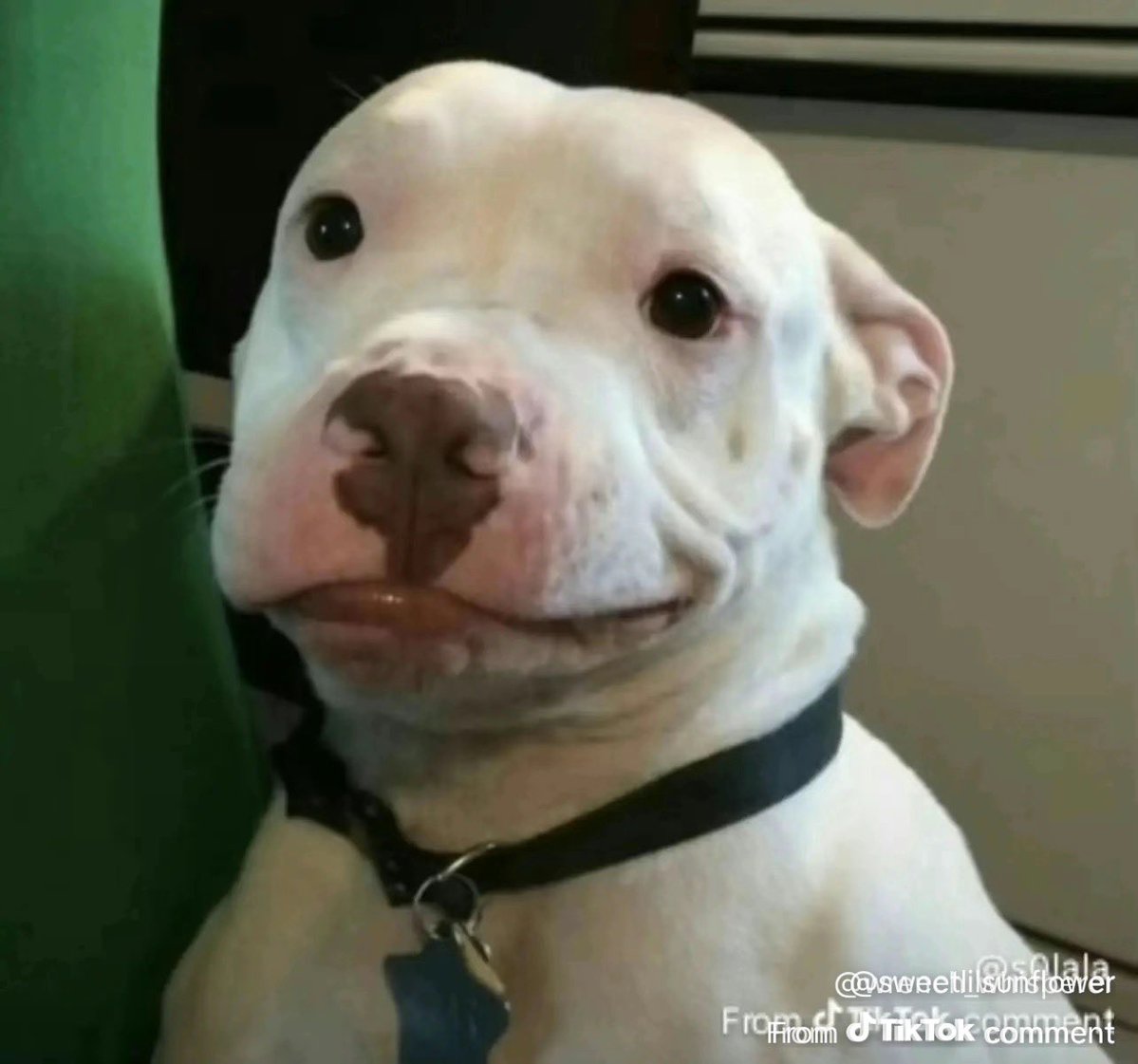 Charlie Whiteman tweet media