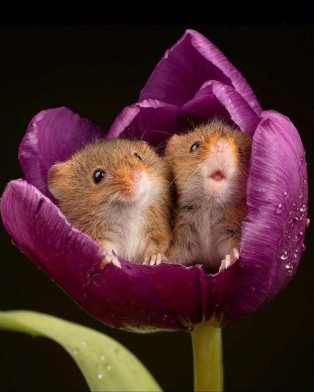 Cuando se cansan, los ratones de campo se quedan dormidos entre las flores.