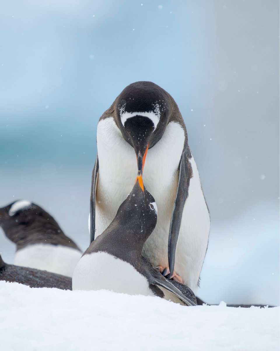 Secret Atlas tweet media