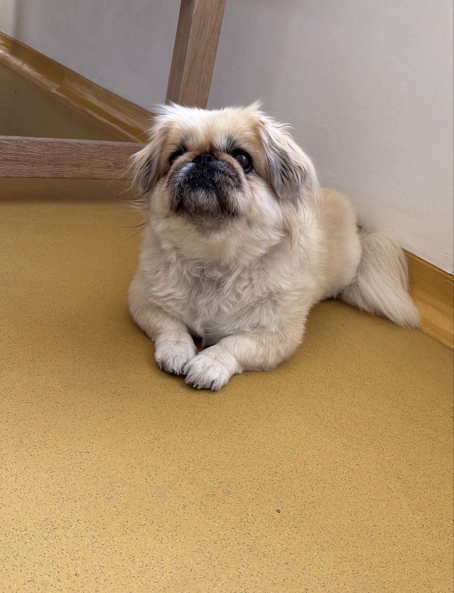 My pup has experienced her back legs collapsing, we had to rush her off to the Vet hospital for an MRI- here she is waiting her turn- looks like back surgery for her- could kick myself I didn’t take pet insurance . She is 6 years old