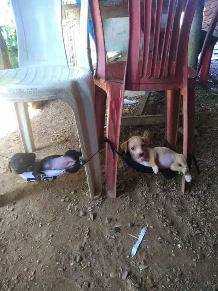 Dilo con perritos tweet media