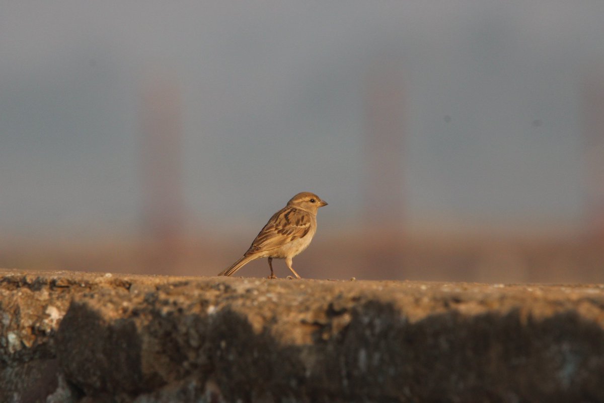 Anil Gulati tweet media