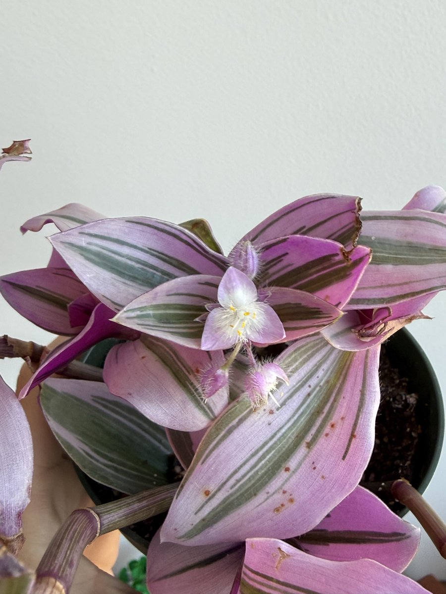 (☆ ◡ ☆) tweet media