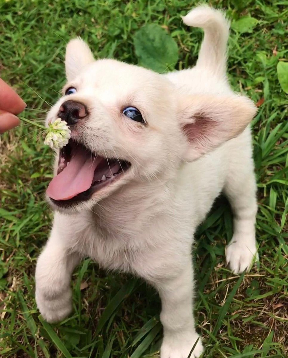 WeRateDogs tweet media