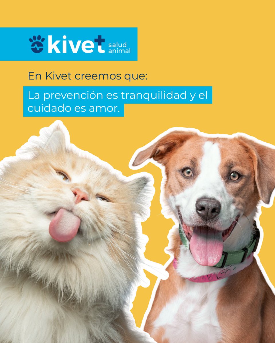 Kivet_'s tweet photo. 😊🐶🐱 Hoy es el día de la #felicidad y nosotros la cuidamos cada día. https://t.co/NS8RkvXx32