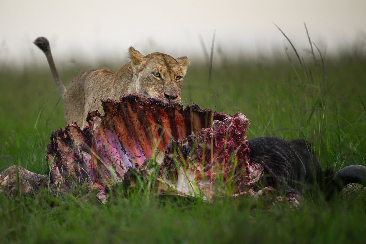 NikonIndia's tweet image. Shot by: #NikonCreator Ratish Nair

Shot with:
Camera: #NIKONZ9
Lens: NIKKOR Z 400mm f/2.8 TC VR S

For information on products, offers and more, visit nikon.co.in
#Nikon #NikonIndia #NIKKOR #NikonPhotography