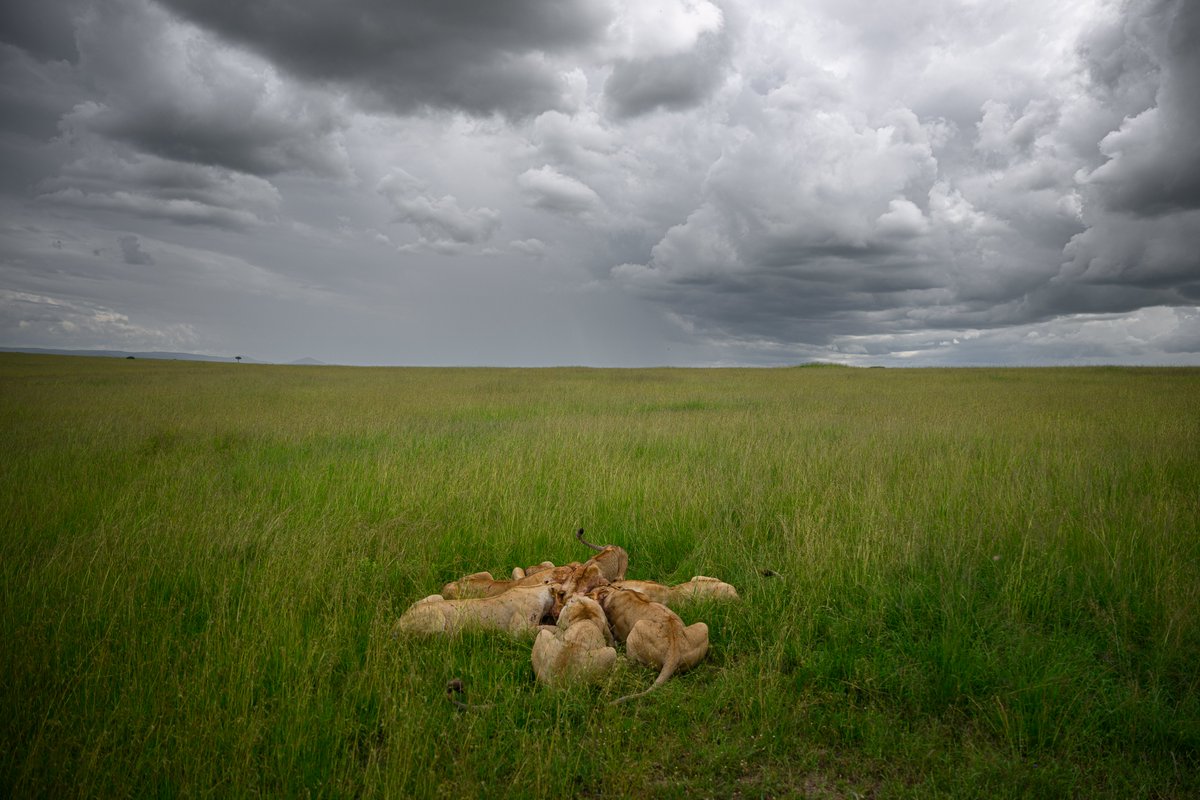 NikonIndia's tweet image. Shot by: #NikonCreator Ratish Nair

Shot with:
Camera: #NIKONZ9
Lens: NIKKOR Z 400mm f/2.8 TC VR S

For information on products, offers and more, visit nikon.co.in
#Nikon #NikonIndia #NIKKOR #NikonPhotography