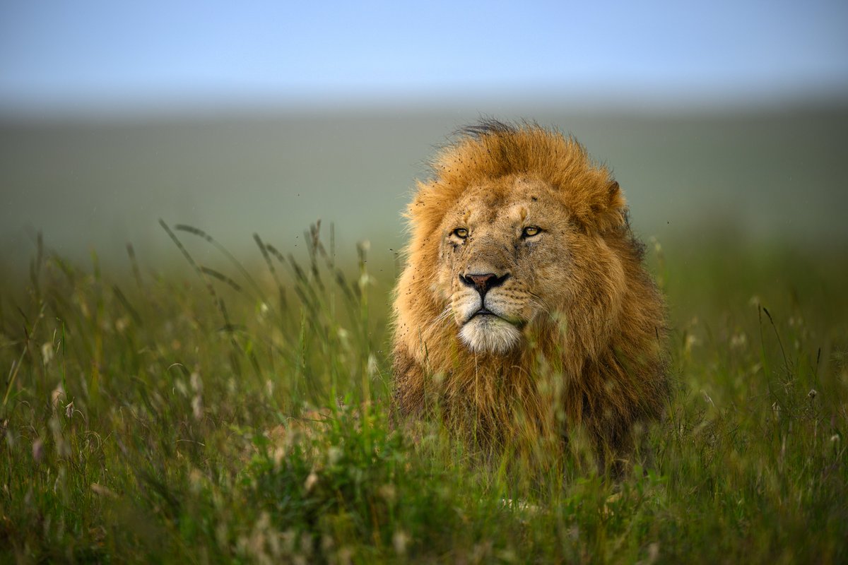 NikonIndia's tweet image. Shot by: #NikonCreator Ratish Nair

Shot with:
Camera: #NIKONZ9
Lens: NIKKOR Z 400mm f/2.8 TC VR S

For information on products, offers and more, visit nikon.co.in
#Nikon #NikonIndia #NIKKOR #NikonPhotography