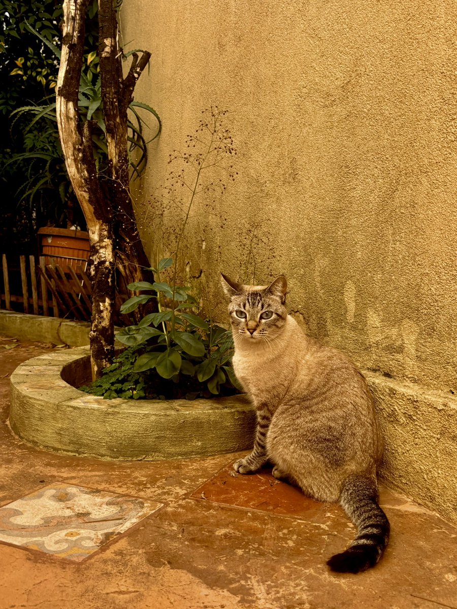 nini ⋆ ✧⁎ /︻╦╤─´- tweet media