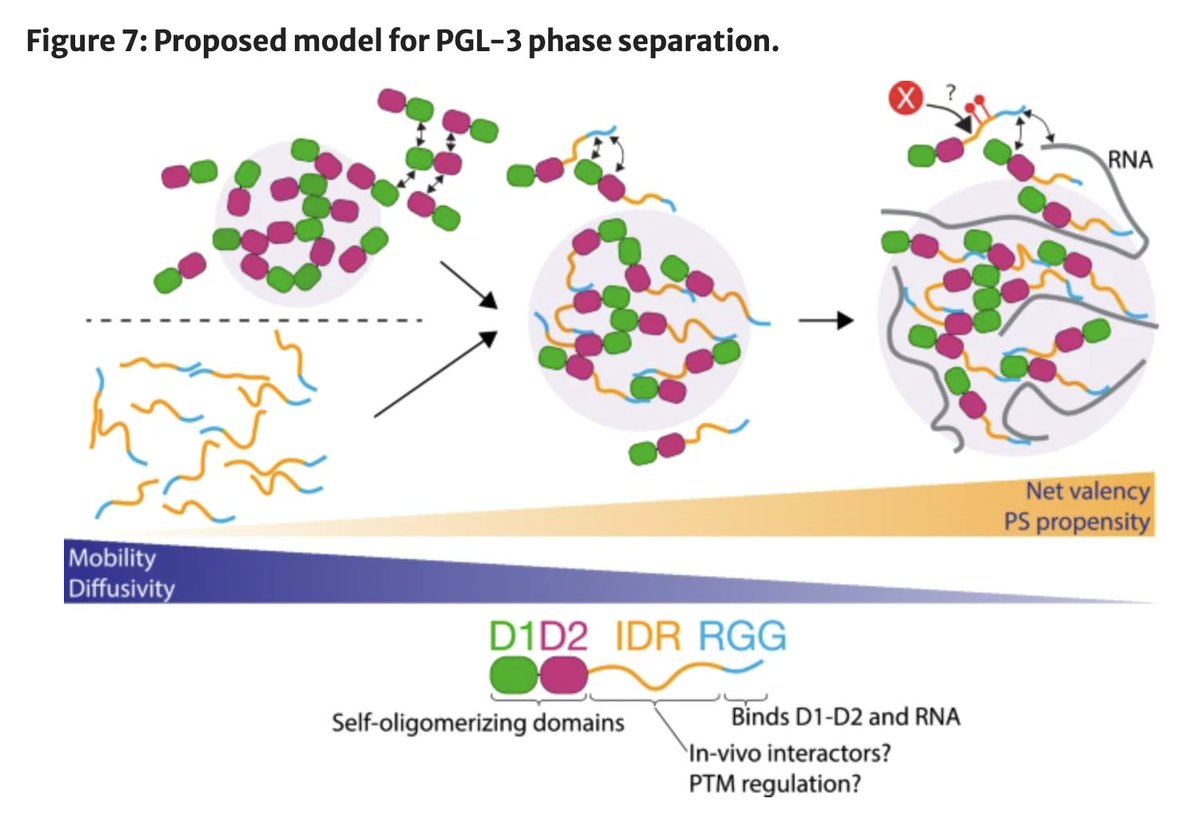 Stephen Fried JHU tweet media