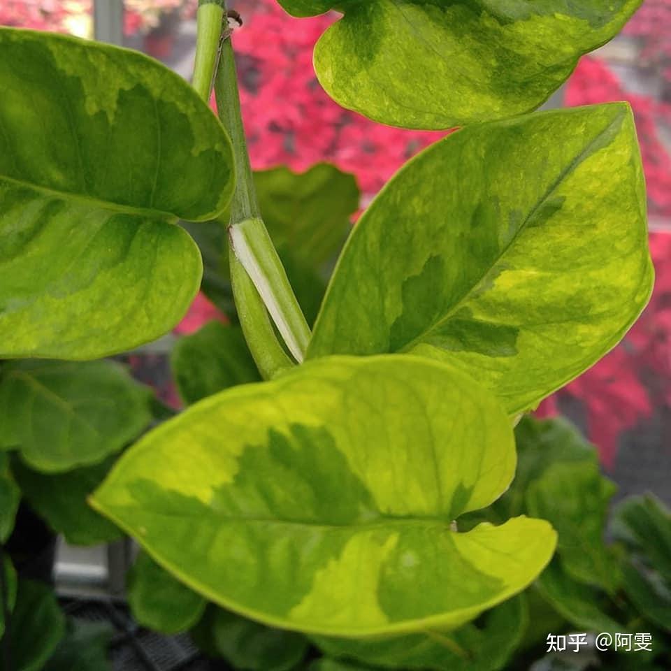 Luca Comodi tweet media