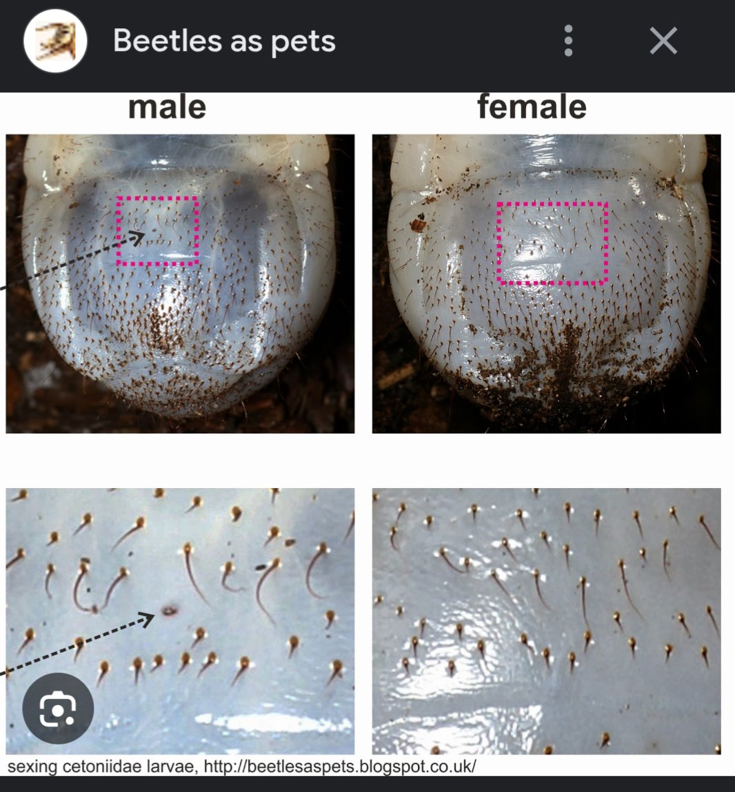 rio 🪲 bug oomf tweet media