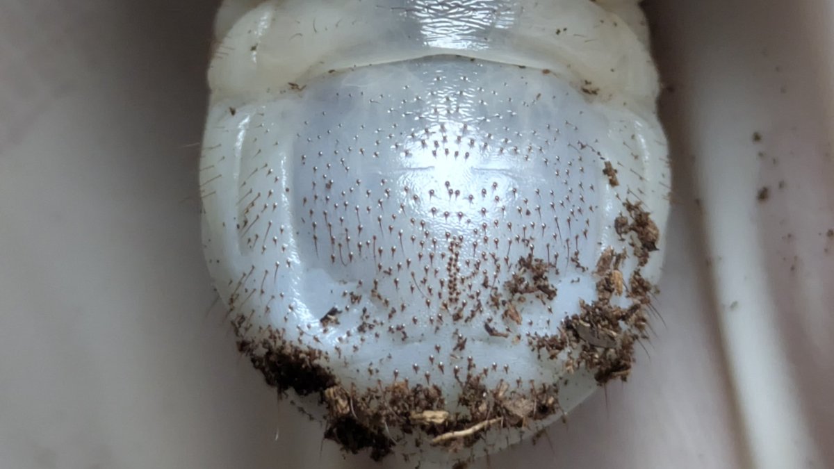 rio 🪲 bug oomf tweet media