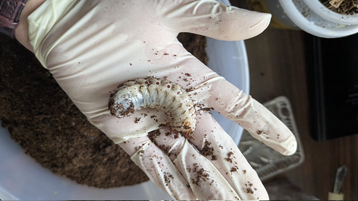 rio 🪲 bug oomf tweet media