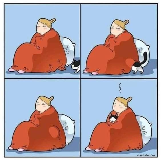 Posts Of Kittens🐾 tweet media