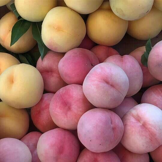 🌿🌼🧺 tweet media