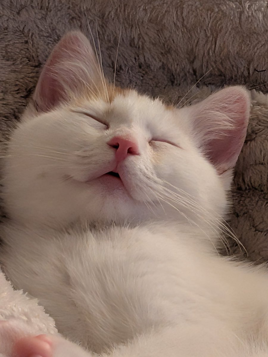 🎨 TORE & CHILI 🐈 tweet media