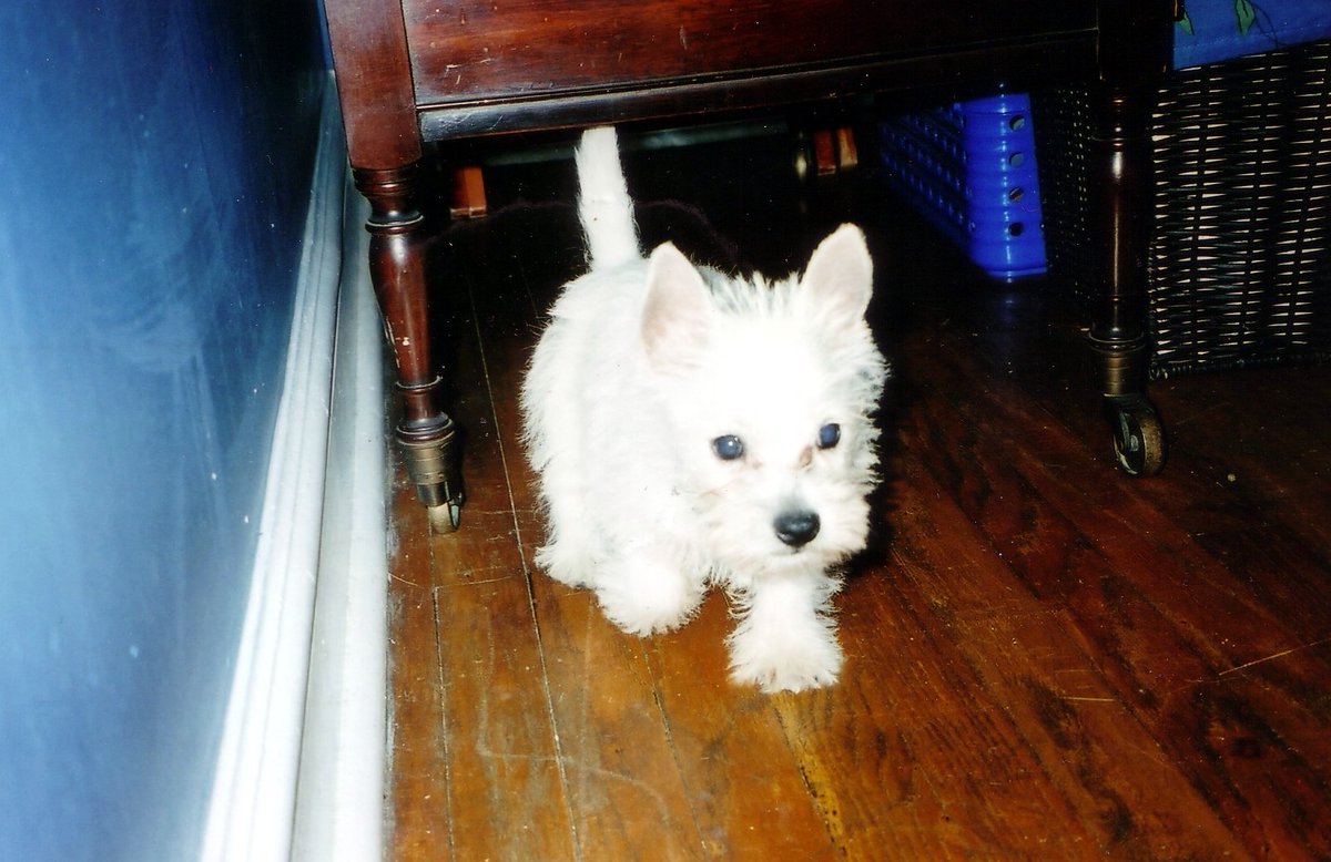 Corn Pop's Gun Moll tweet media