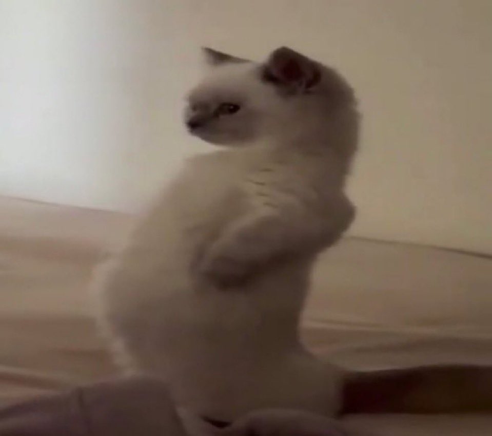 jojo (@tacozju) on Twitter photo 