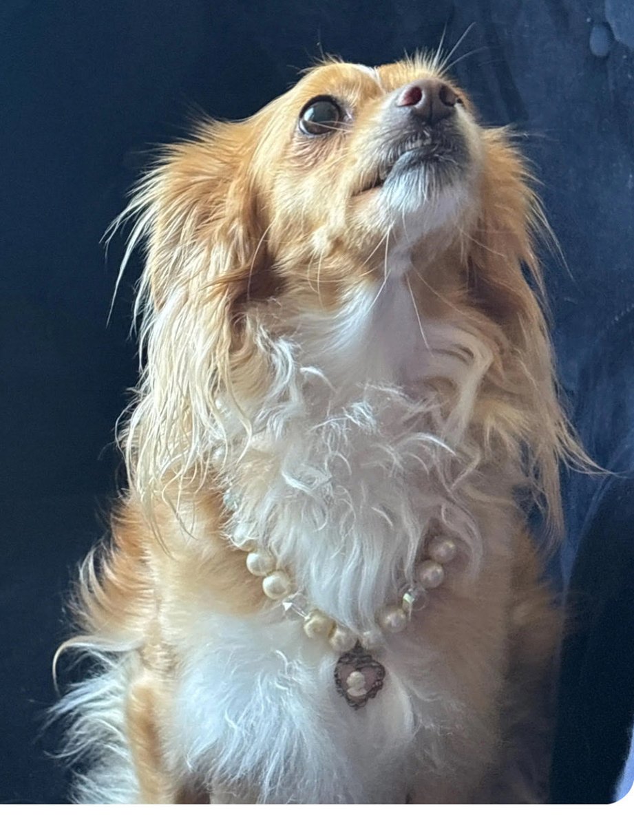 Gail Scott tweet media