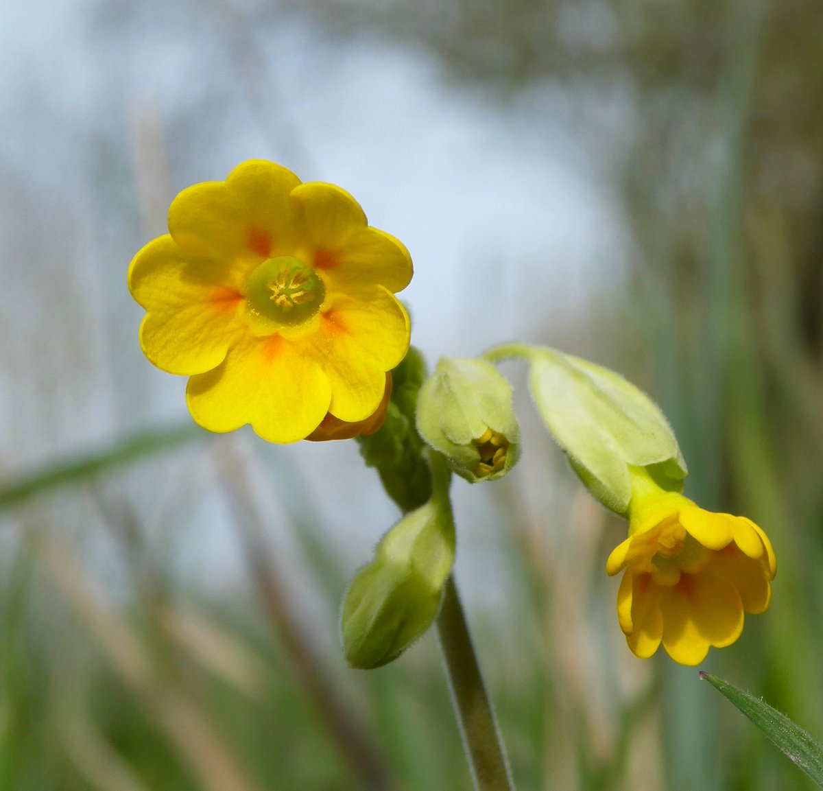 Beatrice Groves tweet media