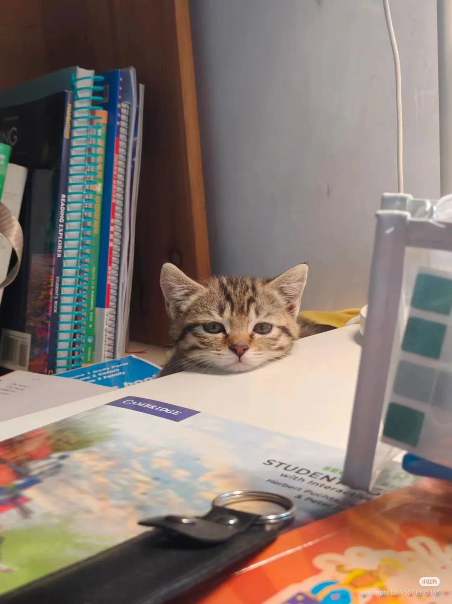 smol silly cat tweet media