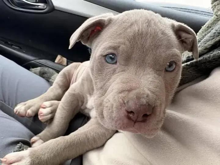 PawVibe 🐾 tweet media