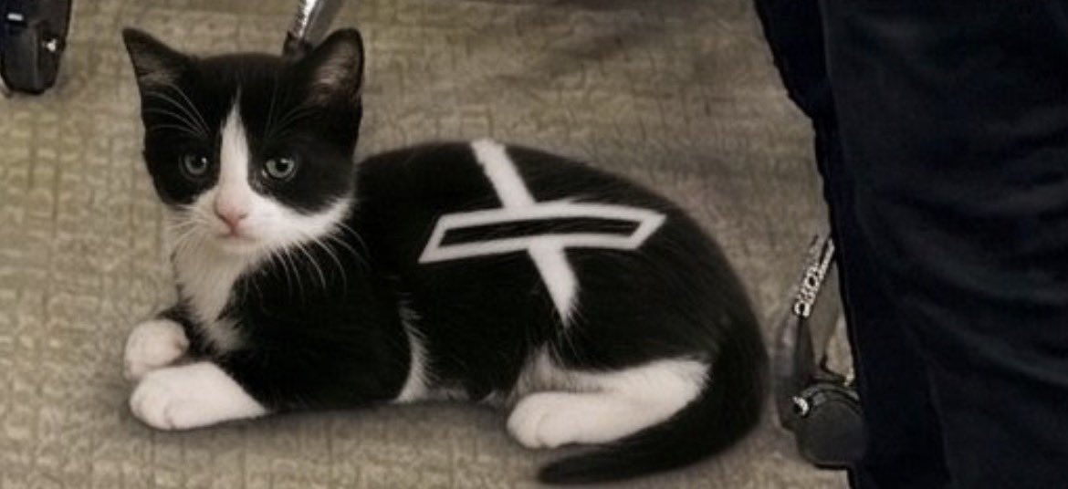 Gail Alfar tweet media