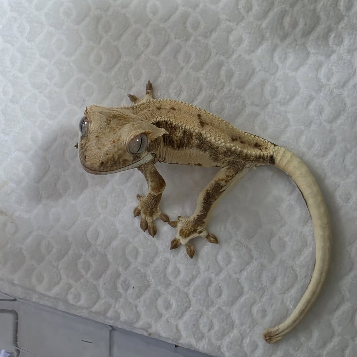 아기들사진올리는곳🐛 tweet media