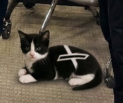 Tesla Fan 🚗 tweet media