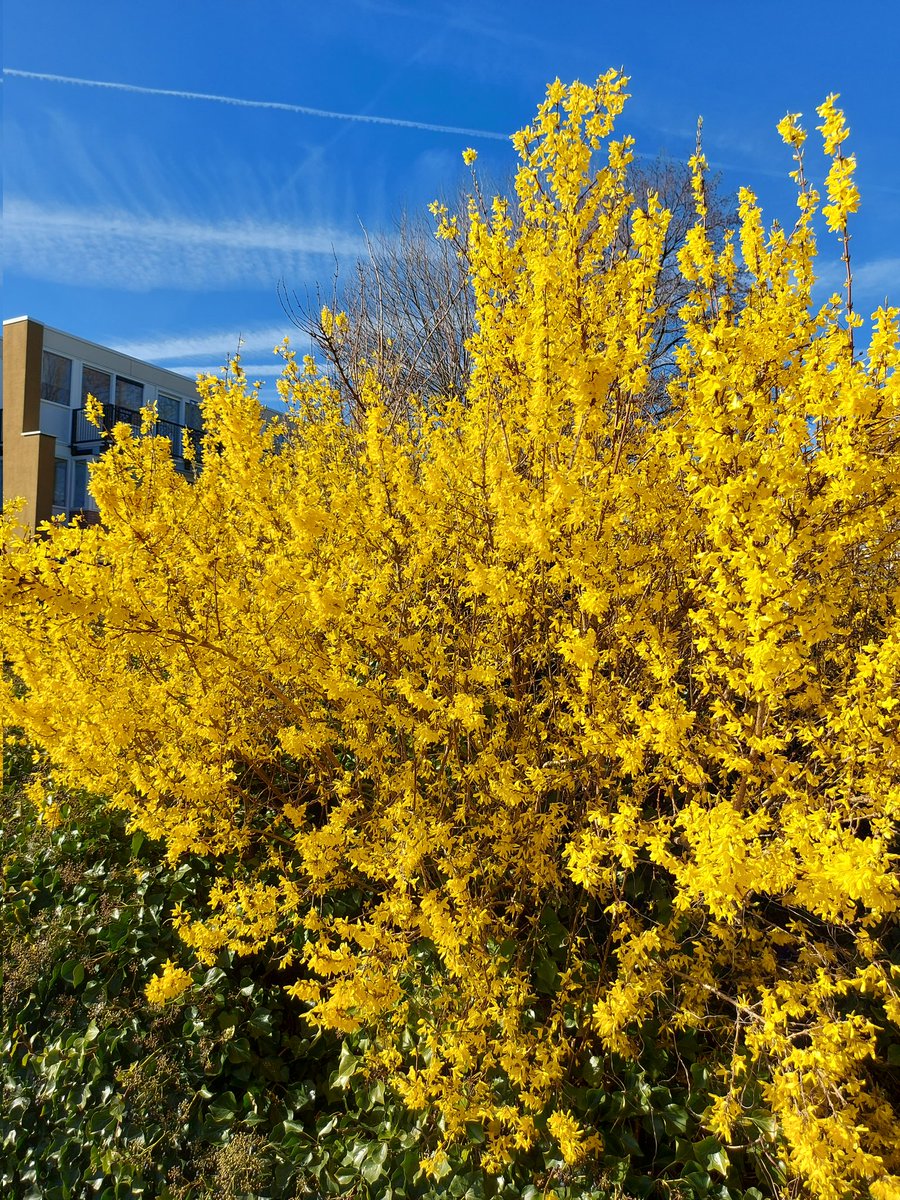 mariska hummel tweet media