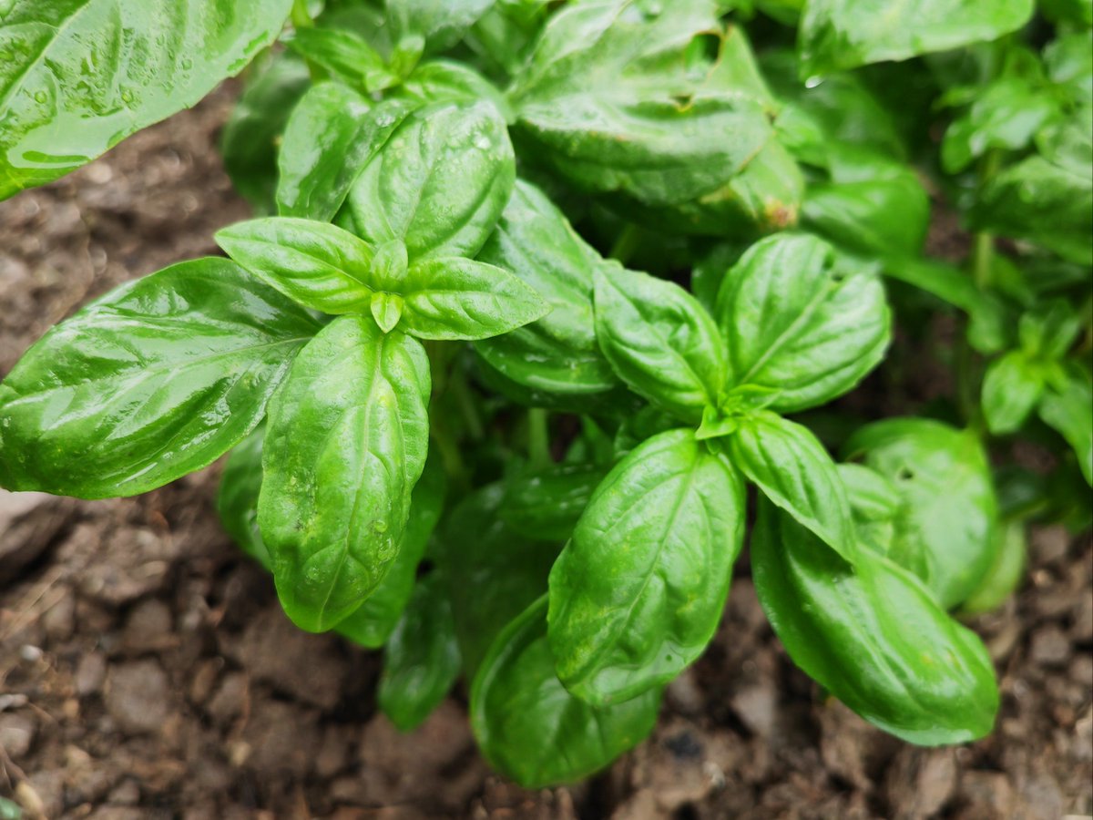 Dottie Long tweet media