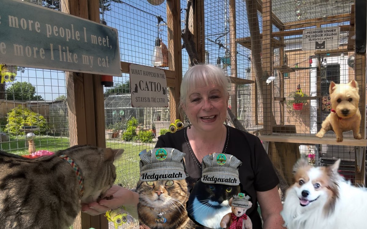 Olly the Cat, Monarch of The Moglets. RIP Maximus. tweet media