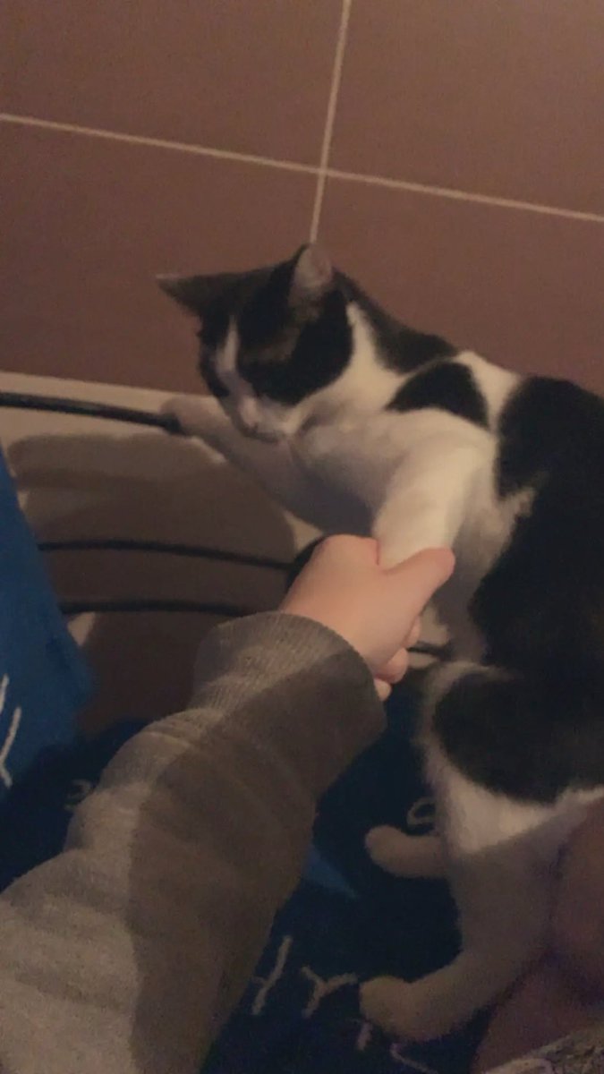 Tero Magicae tweet media