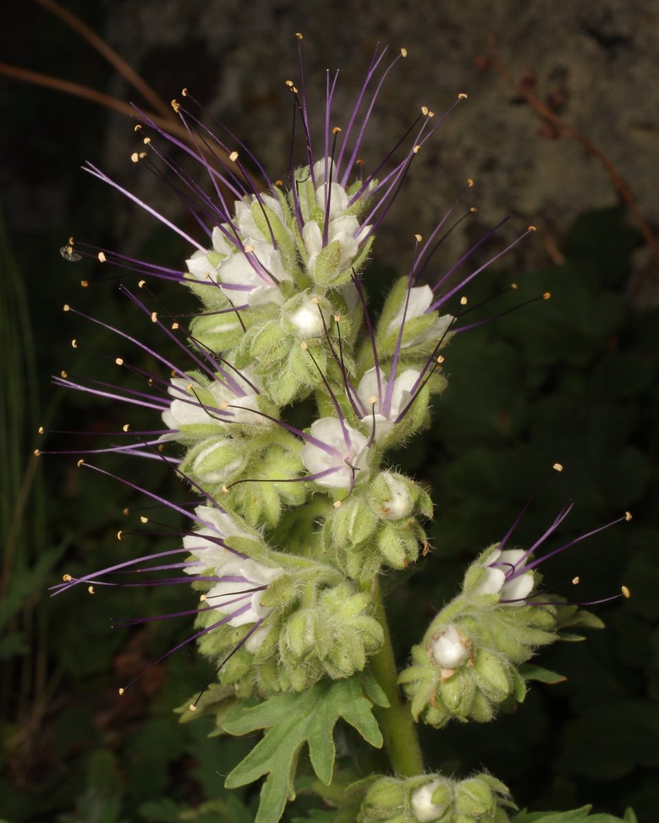 Center for Plant Conservation tweet media