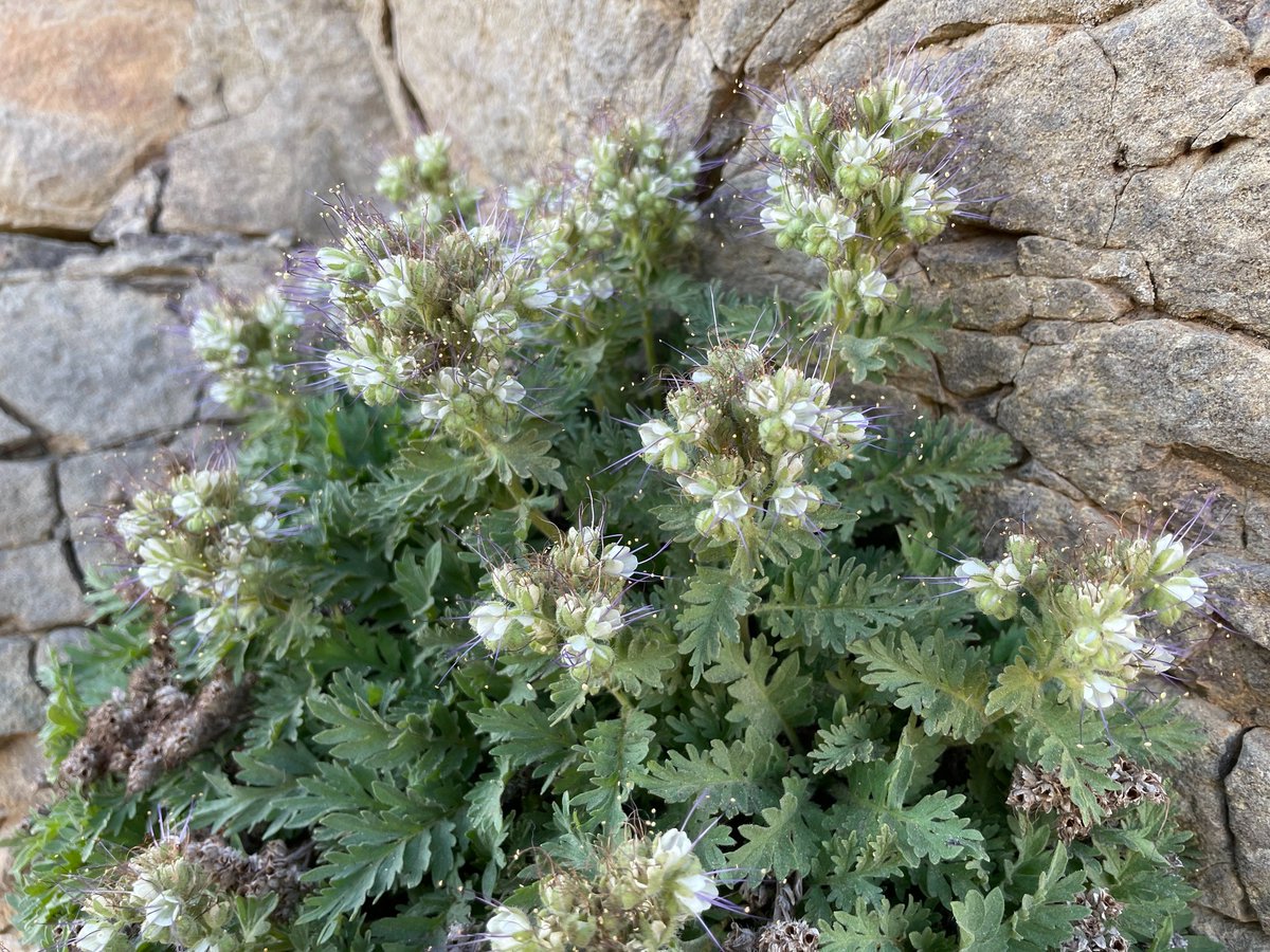 Center for Plant Conservation tweet media