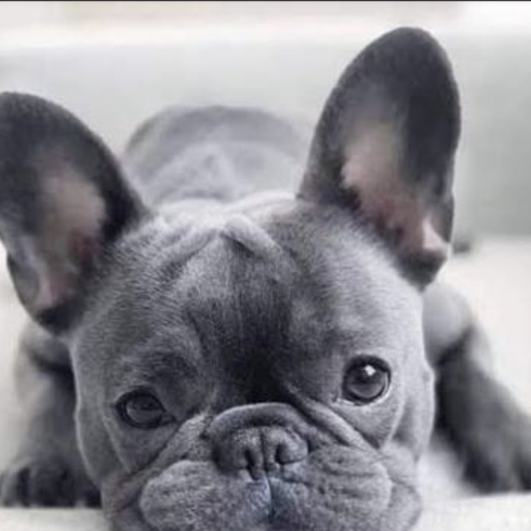 AnthroAesthetic 🔜TFF🔜 AC🔜Denfur? tweet media