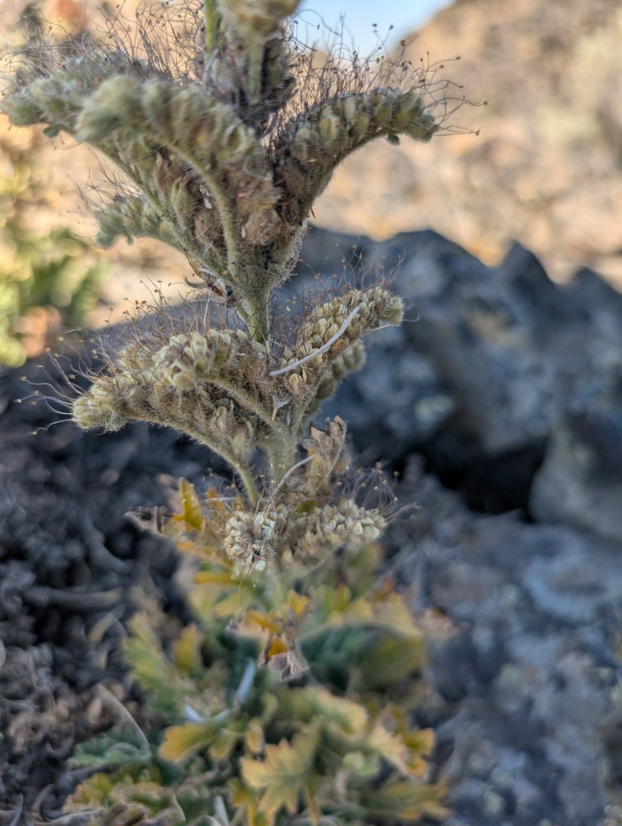 Center for Plant Conservation tweet media