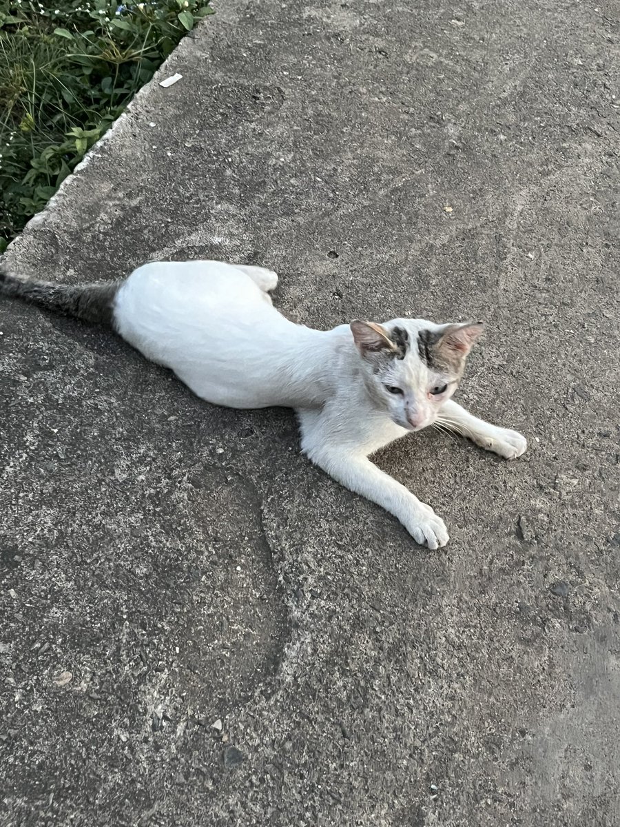 Turuchi Precious tweet media