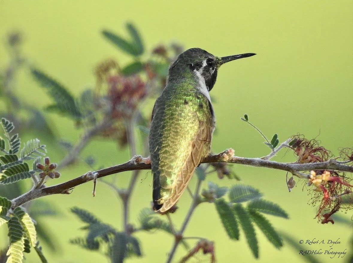 Coachella Valley tweet media
