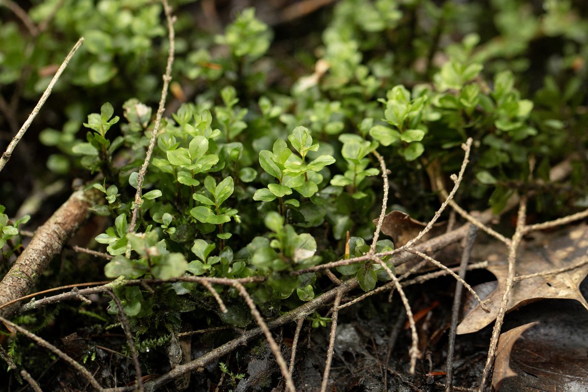 National Center for Science Education tweet media