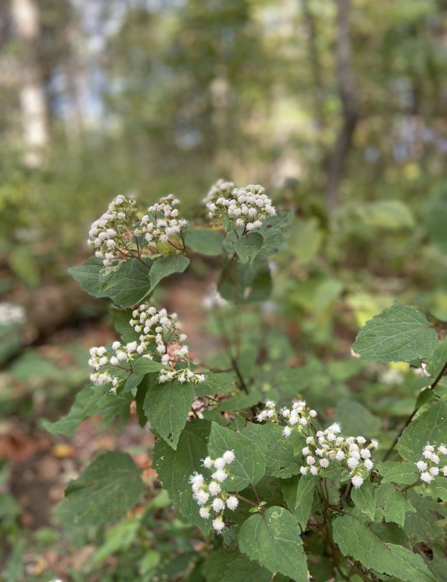 National Center for Science Education tweet media