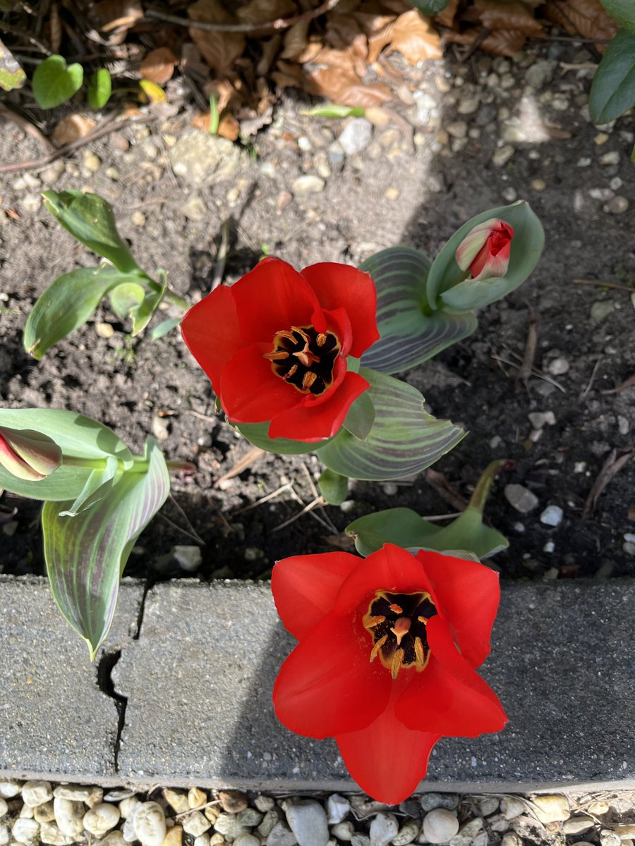 John van de Velde tweet media