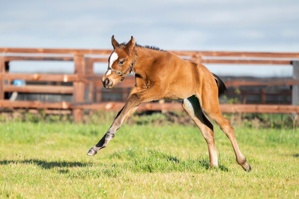 NatStudStallion's tweet photo. From just days old to over two months… 📸

Our first BRADSELL foal out of Lady Eleanor is growing up fast!

📸 3 days old
📸 2 months old

#NationalStud #FoalingSeason https://t.co/0eXyxHQp2B